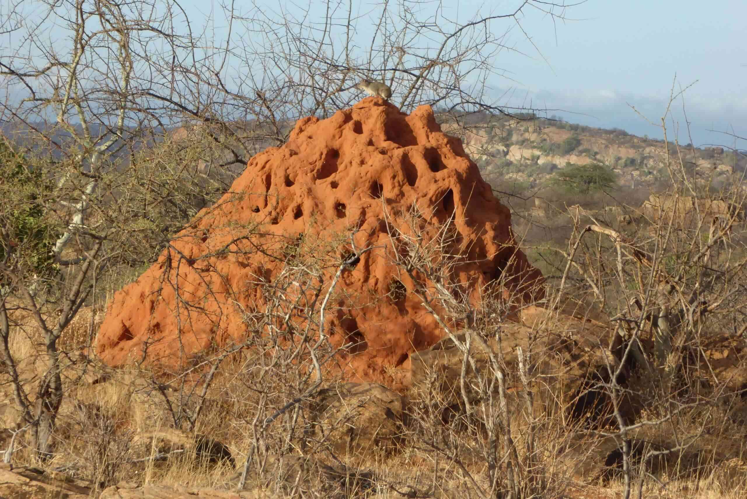 Park-Narodowy-Tsavo